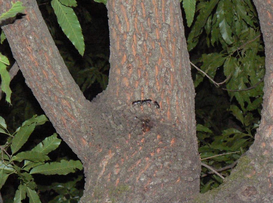 団地前のクヌギ_コクワガタの目的を逸した戦いの幕開け 2021年5月14日19時10分頃 気温21度